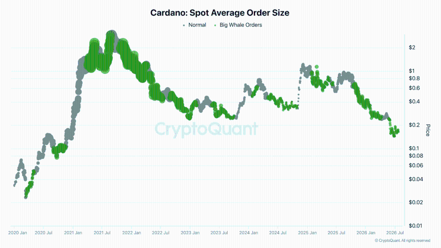 Cardano spot average size.